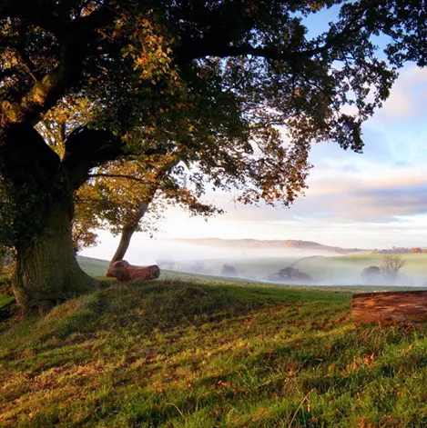 South Wales Natural Burials